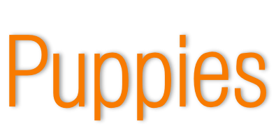 Puppies